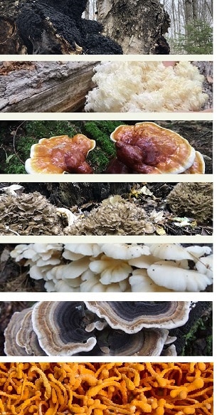 7 beneficial mushrooms include chaga, lion's mane, reishi, maitake, oyster, turkey tail, and cordyceps